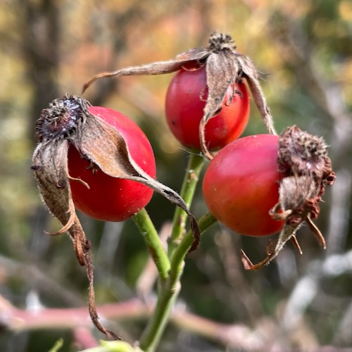 Boccioli rosa canina