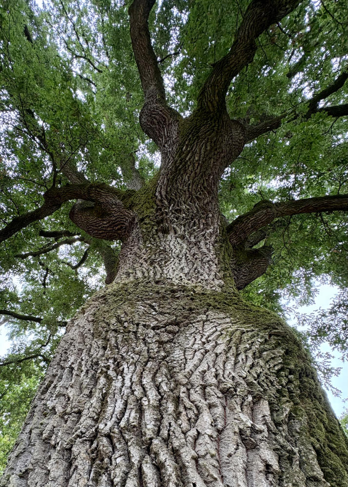 Quercia monumentale del giardino dei Marchesi Alfieri