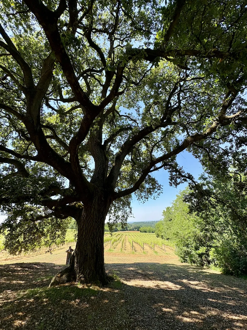 Monumental oak at Tassarolo
