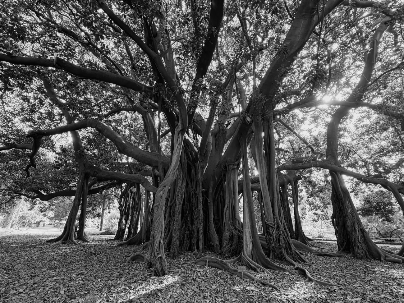 Mother ficus