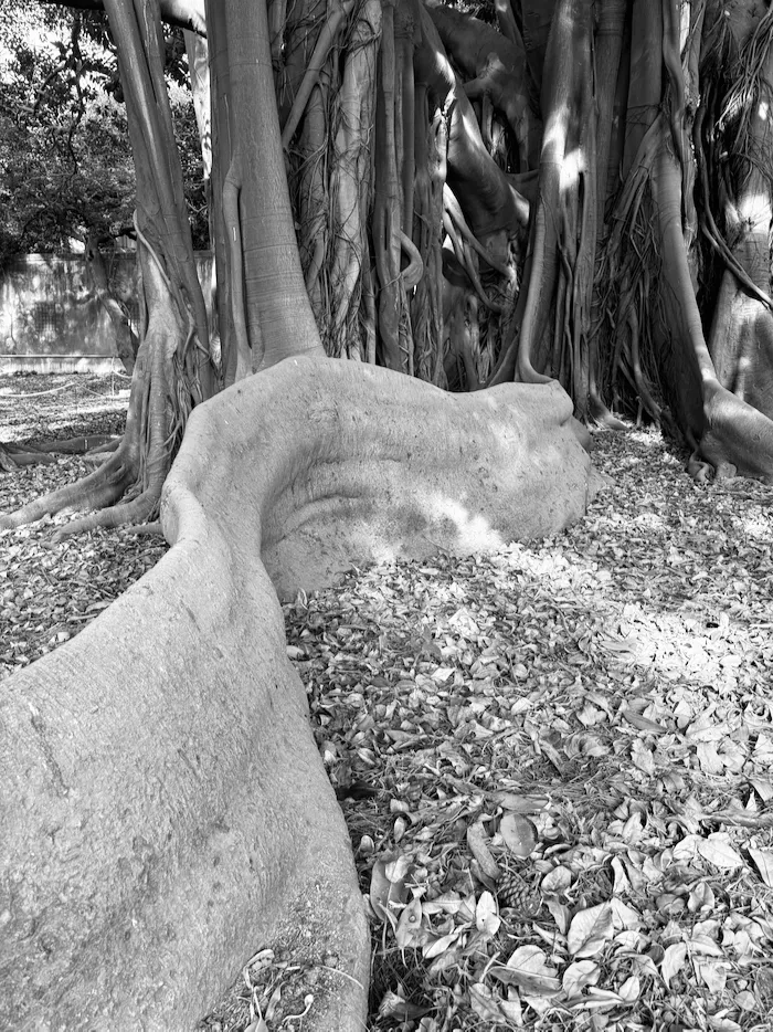 Ficus magnolioides, trunk detail