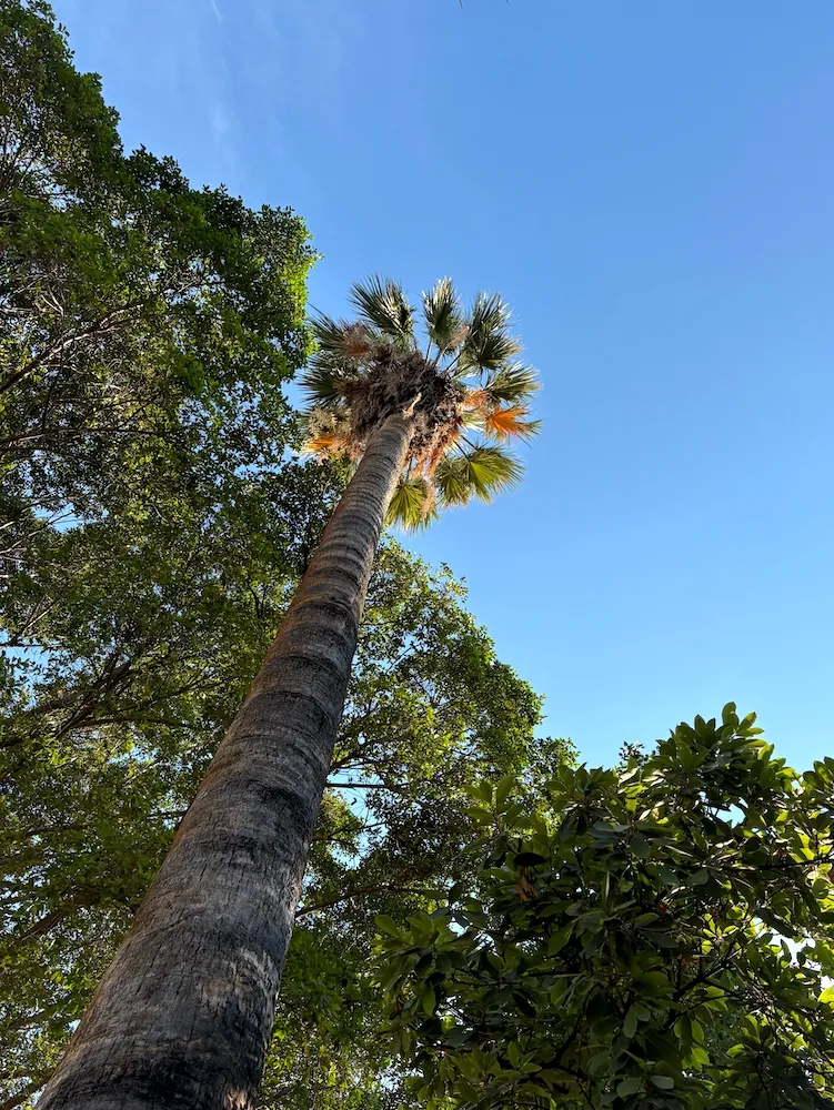 Palm tree in Palermo
