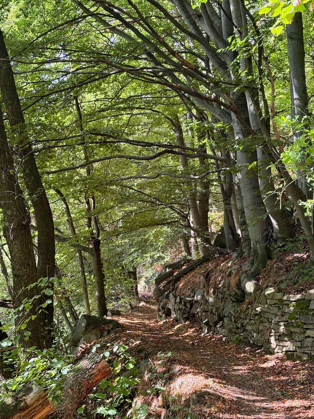 Beech wood at Pian Goraj, Coazze